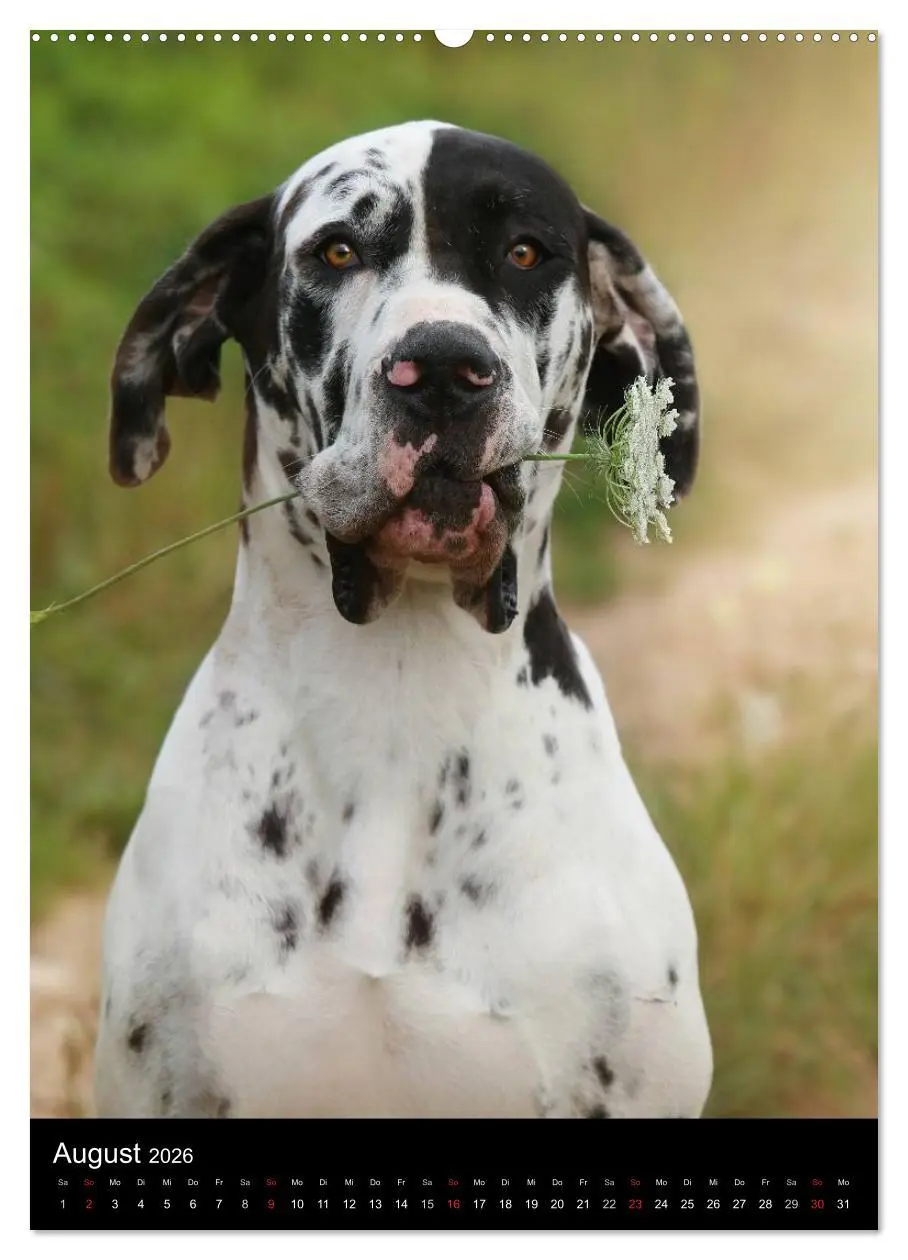 Bild: 9783516428162 | Faszination Deutsche Dogge (Wandkalender 2026 DIN A2 hoch),...